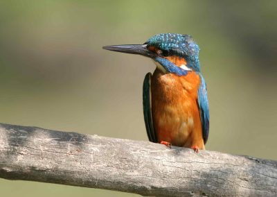 Between art and Nature in the Argenta Valley